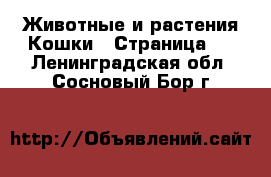 Животные и растения Кошки - Страница 2 . Ленинградская обл.,Сосновый Бор г.